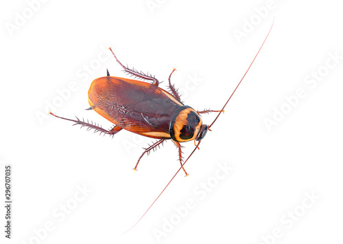cockroach isolated on a white background (top view)