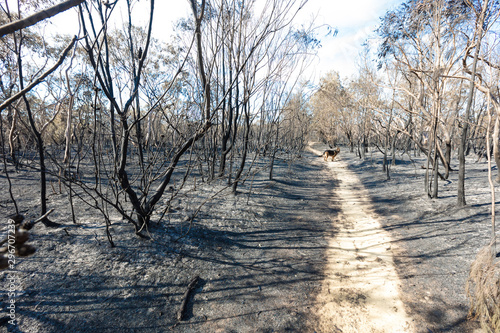 Aftermath Of A Bush Fire at Barden Ridge