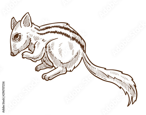 Chipmunk with striped back, squirrel isolated sketch drawing