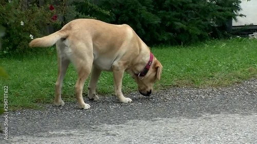 Ein Labrador Retriever schnüffeln auf der Suche photo