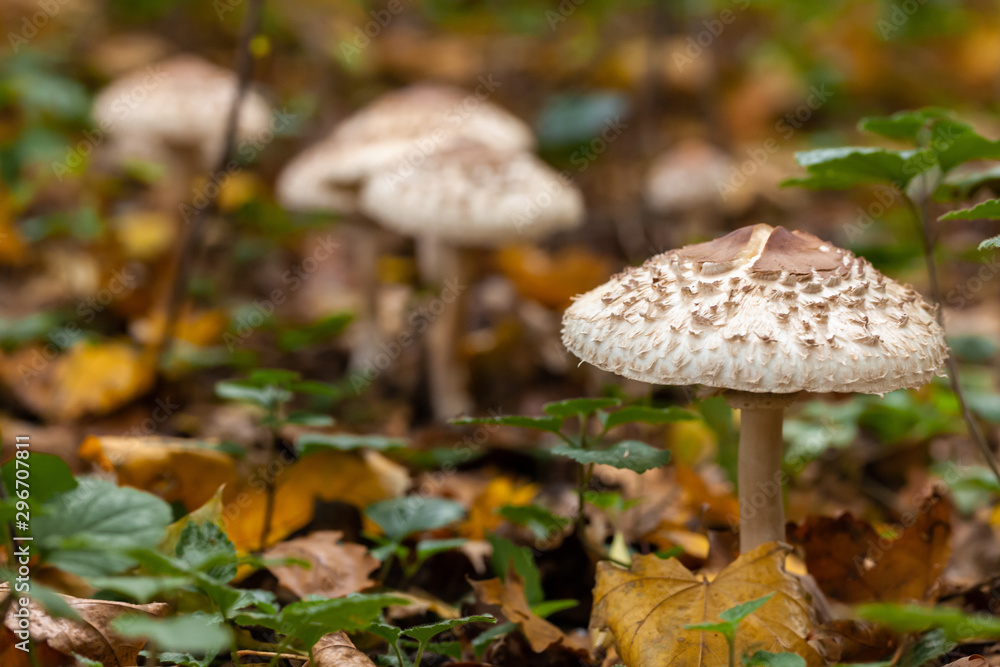 Pilze im Herbst Autumn zwischen Blättern Pilze im Herbst Autumn zwischen Blättern