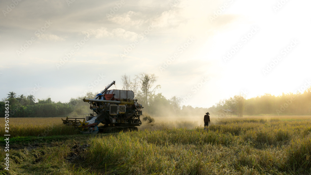 Rice harvesting in field thailand Rice harvesting in field thailand