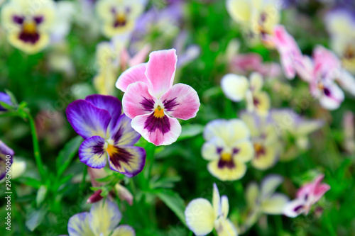 Pansy in the botanical garden