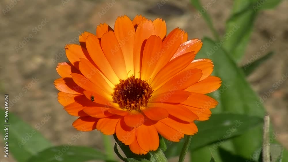 Die orange Blüte einer Ringelblume bewegt sich im Wind (Großaufnahme) Die orange Blüte einer Ringelblume bewegt sich im Wind (Großaufnahme)