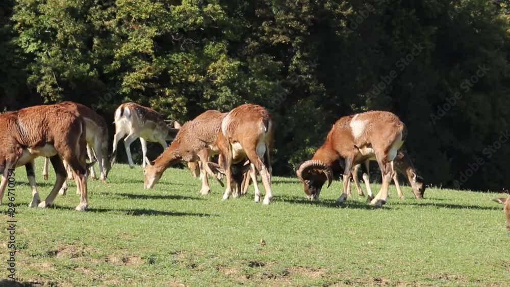 Deers and mouflons grazing together on the green field. Deer family on a green meadow feeding itself with grass. Deers and mouflons grazing together on the green field. Deer family on a green meadow feeding itself with grass.