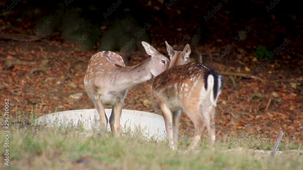 Two deers spotted cleaning each other with tongue in the forest. Roe deer standing in a field Two deers spotted cleaning each other with tongue in the forest. Roe deer standing in a field
