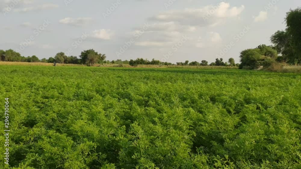 Agricultural field of carrot crop Agricultural field of carrot crop