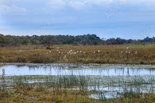 Cattle in Okavango Delta © poco_bw