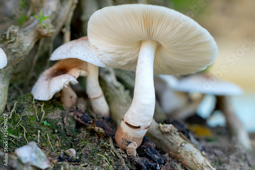 Beautiful wild mushrooms in nature