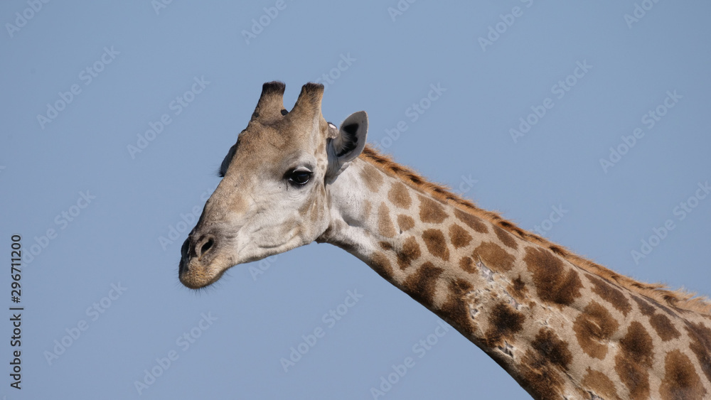 Close up from Giraffe Close up from Giraffe
