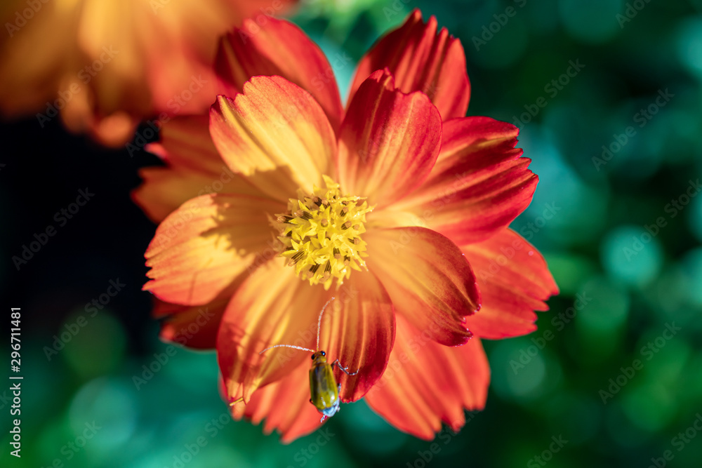 Sulfur Cosmos or Orange Cosmos in the garden.Beautiful selective focus Mexican Aster flower. Sulfur Cosmos or Orange Cosmos in the garden.Beautiful selective focus Mexican Aster flower.