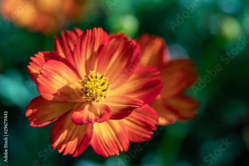 Sulfur Cosmos or Orange Cosmos in the garden.Beautiful selective focus Mexican Aster flower.