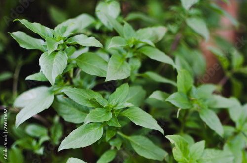 Thai Basil leaf herb for health