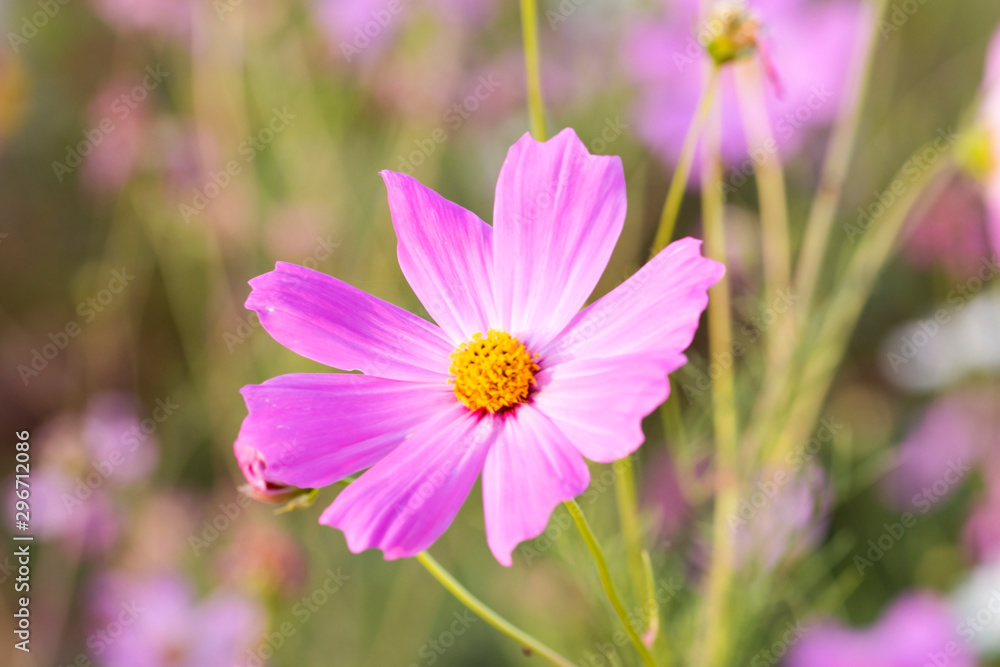 Cosmos flowers bloom in the morning. Cosmos flowers bloom in the morning.