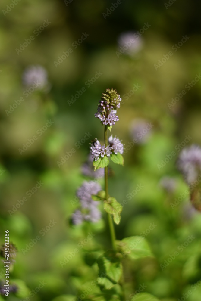 Blühende Zitronenminze (Mentha gentilis) Blühende Zitronenminze (Mentha gentilis)