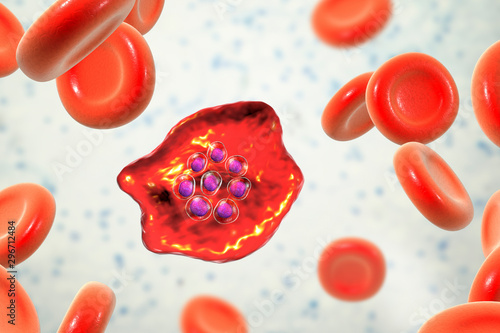 The malaria-infected red blood cell. 3D illustration showing malaria parasite Plasmodium ovale in the stage of schizont photo