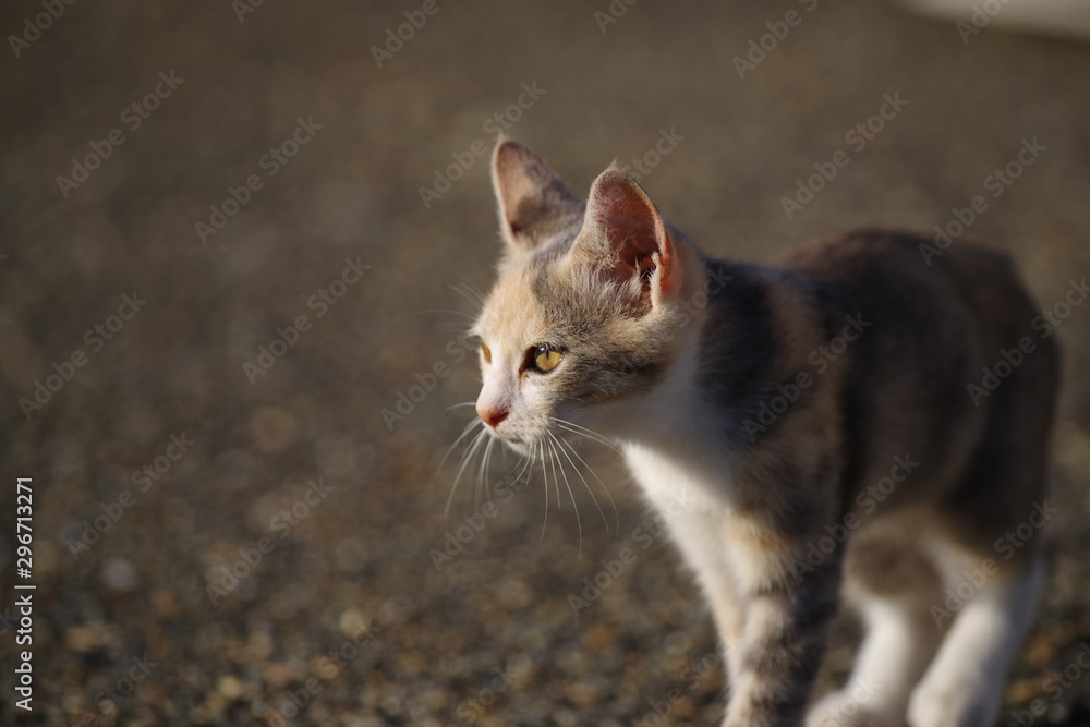 歩く子猫 歩く子猫