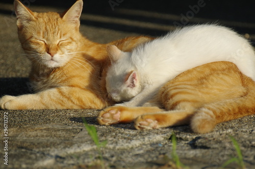 変な恰好で寝る、子猫