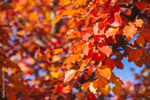Beautiful autumn tree with red and orange leaves on a sun and blue sky.