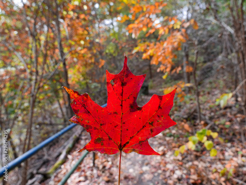 Fall crisp leaves