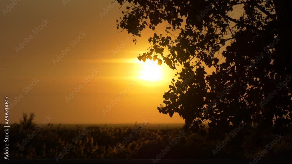 Sunset, view through the trees Sunset, view through the trees