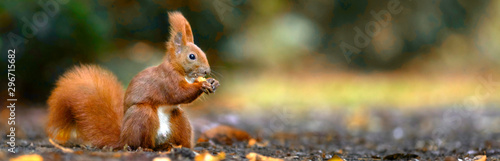 fleißiges Eichhörnchen im Herbst