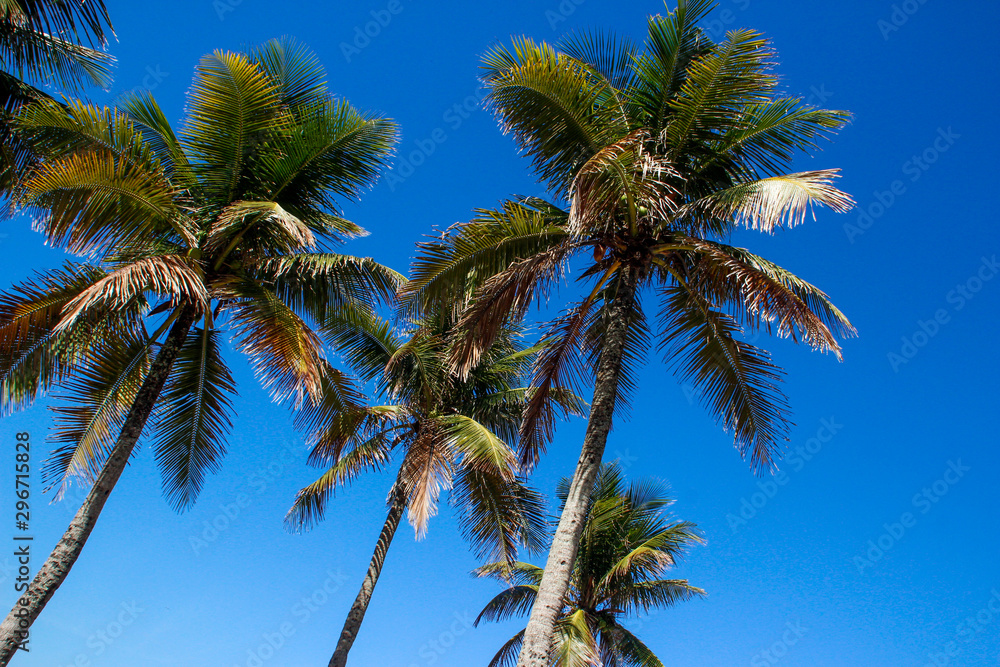 The tops of palm trees with fresh green leaves against a bright sunny sky. Natural background on the theme of the sea, beach, relaxation and palm trees.