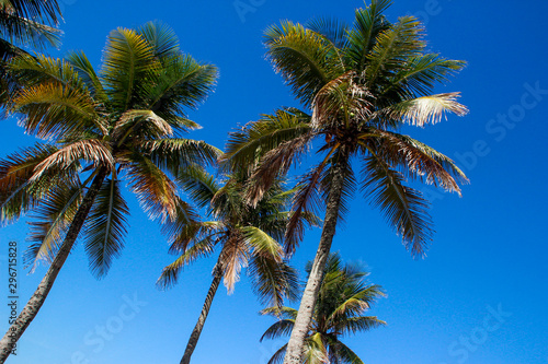 The tops of palm trees with fresh green leaves against a bright sunny sky. Natural background on the theme of the sea  beach  relaxation and palm trees.