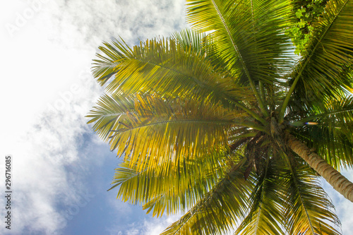 The tops of palm trees with fresh green leaves against a bright sunny sky. Natural background on the theme of the sea  beach  relaxation and palm trees.