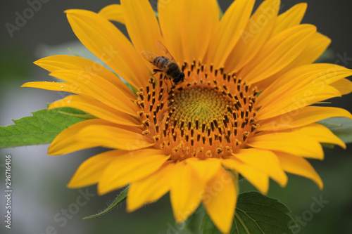 A Big Sunflower and Bees