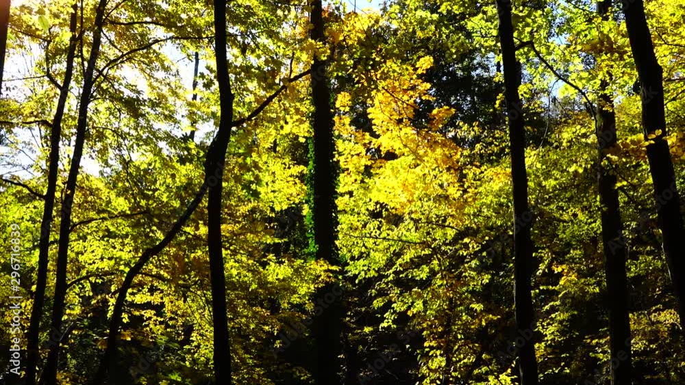 Autumn trees in October. Slow motion. Autumn trees in October. Slow motion.