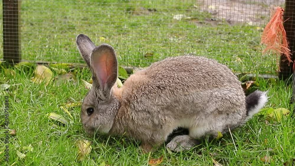 Cute grey rabbit sits in the green grass. Easter bunny in aviary – stock footage Cute grey rabbit sits in the green grass. Easter bunny in aviary – stock footage