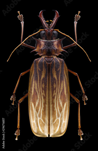 Beetle Macrodontia cervicornis on a black background photo