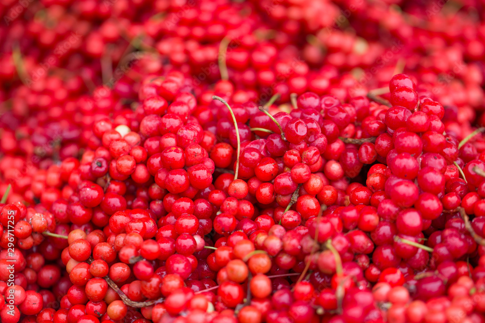 Schisandra chinensis or five-flavor berry. Fresh red ripe berries Schisandra chinensis or five-flavor berry. Fresh red ripe berries