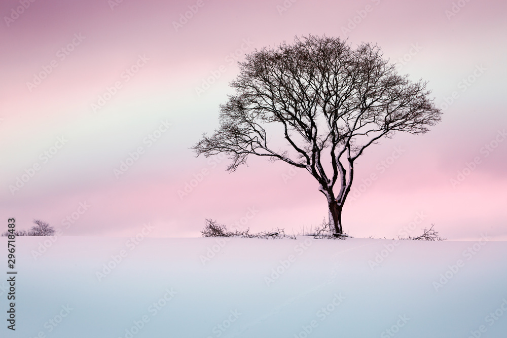 Winter tree on the field. Nature background. Winter tree on the field. Nature background.