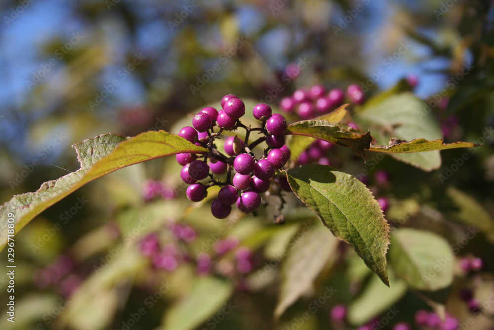 Beautyberry bush with ripe purple berries on branch against blue sky. Callicarpa bodinieri bush in the garden on autumn season Beautyberry bush with ripe purple berries on branch against blue sky. Callicarpa bodinieri bush in the garden on autumn season