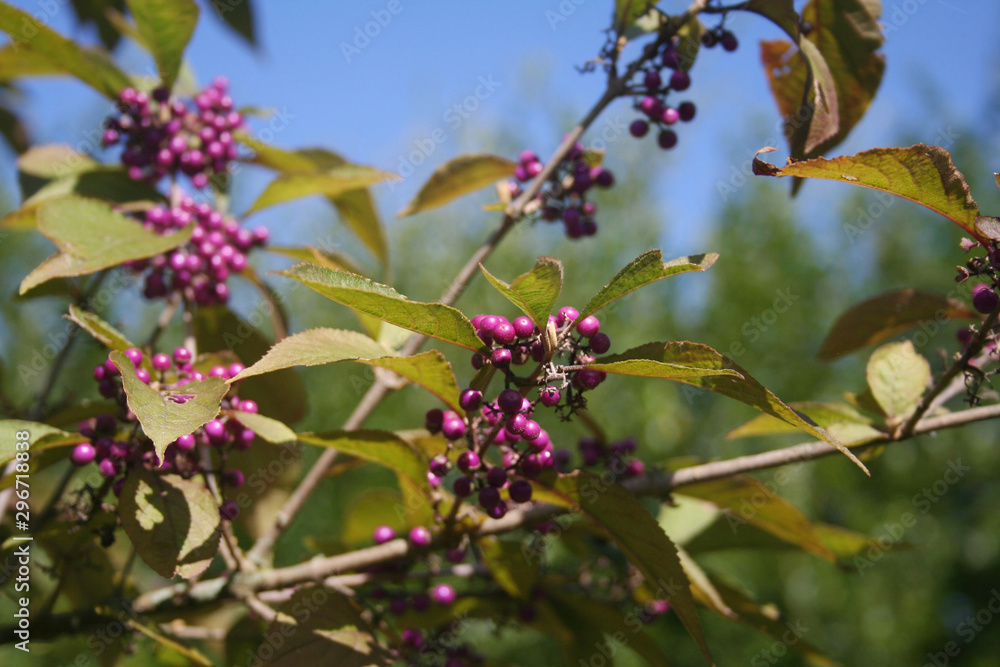 Beautyberry bush with ripe purple berries on branch against blue sky. Callicarpa bodinieri bush in the garden on autumn season Beautyberry bush with ripe purple berries on branch against blue sky. Callicarpa bodinieri bush in the garden on autumn season