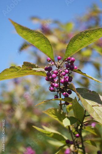 Beautyberry bush with ripe purple berries on branch against blue sky. Callicarpa bodinieri bush in the garden on autumn season