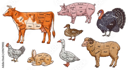 Butcher diagram set of animals and birds meat parts vector illustration isolated.
