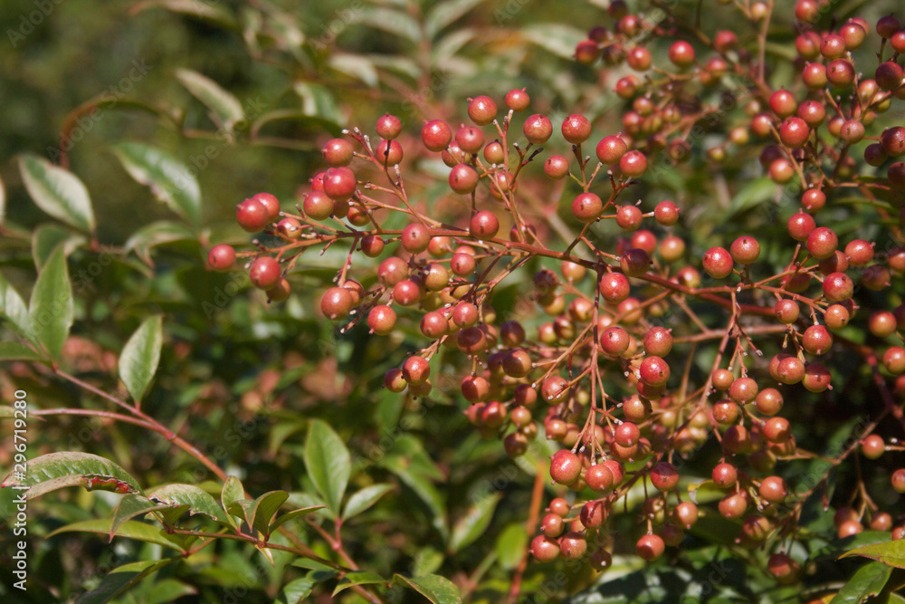 Close-up of Nandina domestica bush with red berries. Heavenly bamboo in the garden on a sunny day Close-up of Nandina domestica bush with red berries. Heavenly bamboo in the garden on a sunny day