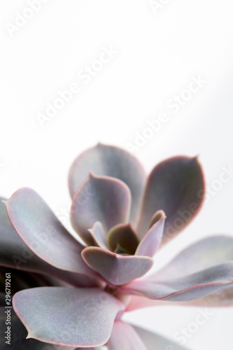 Succulent plant Echeveria Perle von Nurnberg