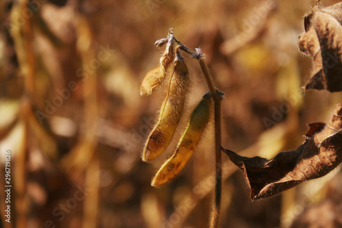 Close-up of a golden dry soybean field in the italian countryside. Dry soybean plants in a sunny day