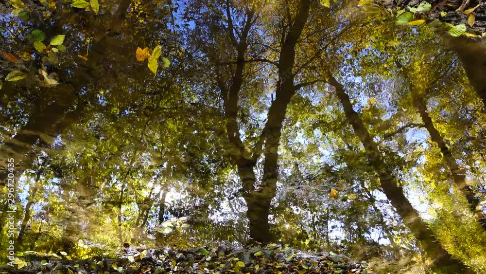 Stream in the woods. Autumn forest. Stream in the woods. Autumn forest.