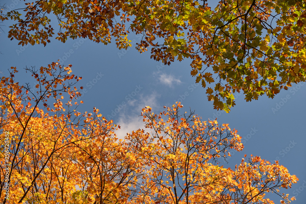 Autumnal background with the colorful tree tops of maple and oak trees against the bright blue sky on a beautiful sunny autumn day in October in Germany