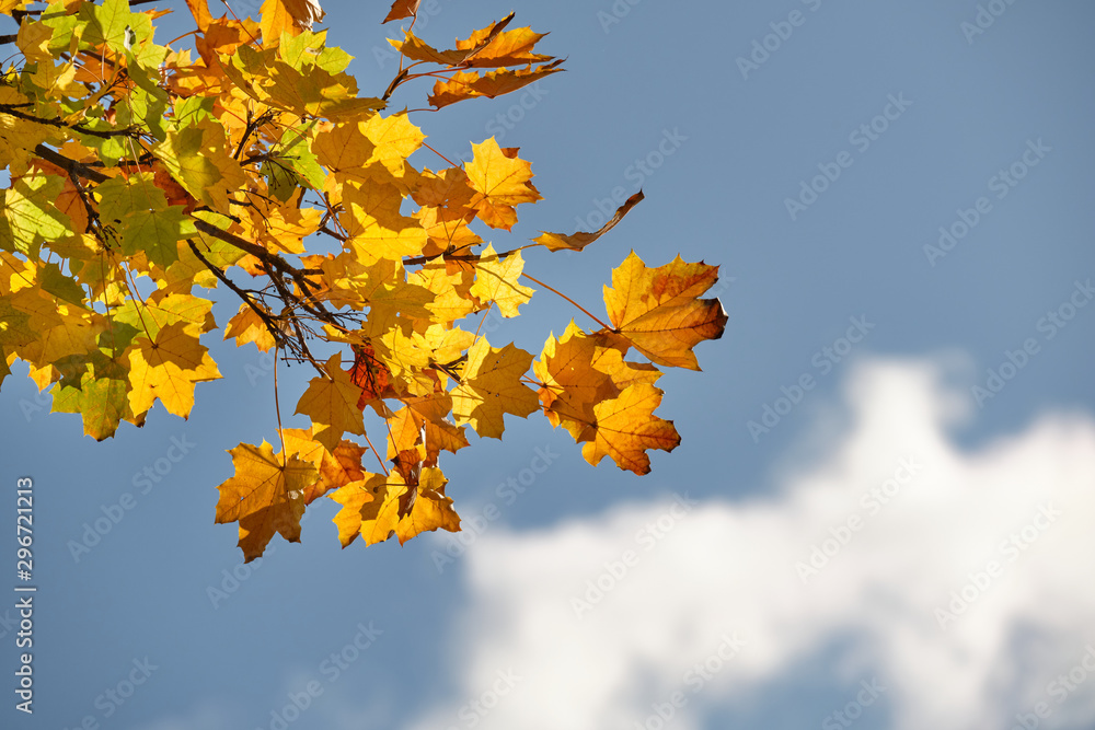 Autumnal background with beautifully colored maple leaves against the clear bue sky with one white cloud on a sunny autumn day in October in Germany