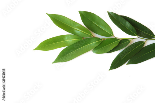 Green leaves of Devil Tree or White Cheesewood isolated on white background.