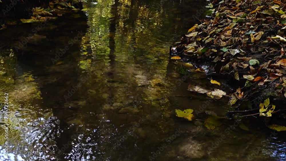 Stream in the woods. Autumn forest. Stream in the woods. Autumn forest.