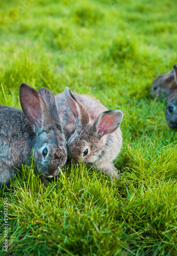 rabbits eat the grass in garden