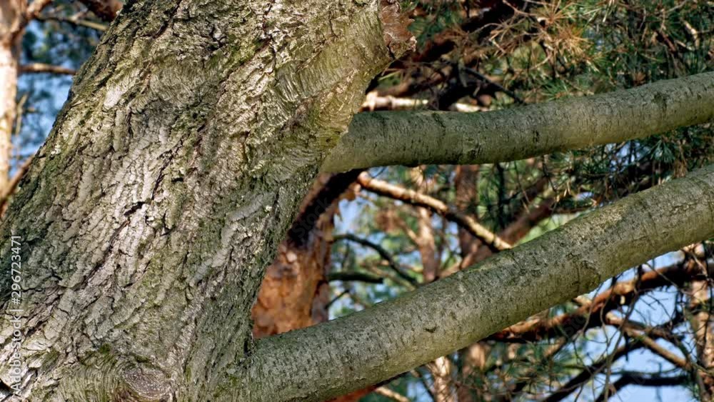 A static low angled shot of a tree section on a sunny day, the reflection of a stream running past the tree reflects and shines on the tree. A static low angled shot of a tree section on a sunny day, the reflection of a stream running past the tree reflects and shines on the tree.