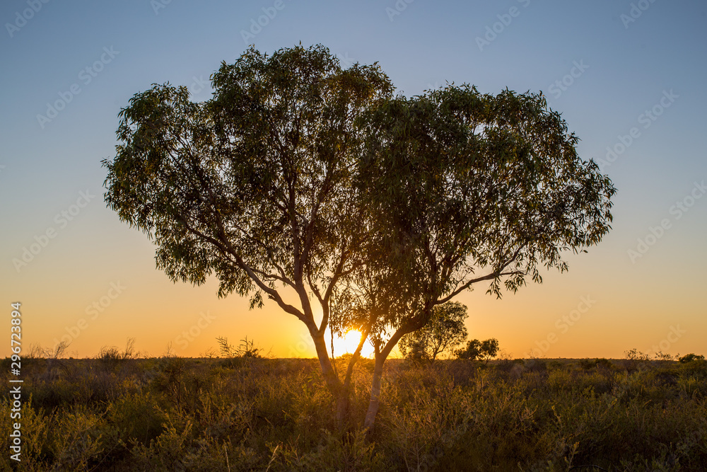 Baum in der Wüste vor dem Sonnenaufgang